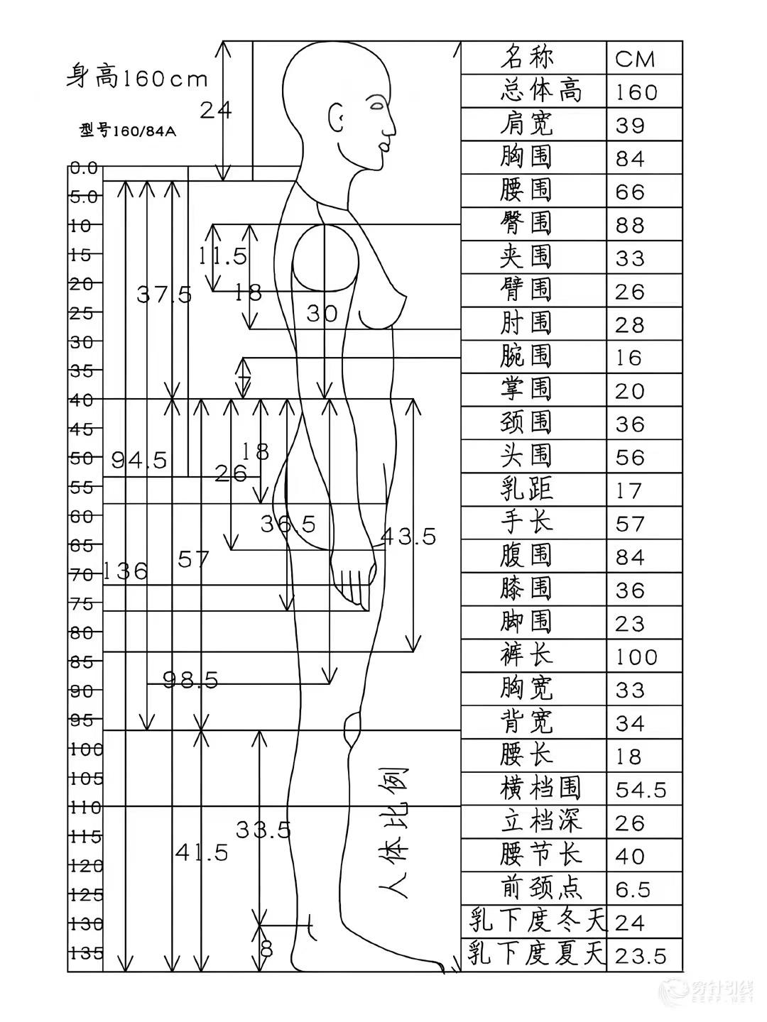 女装160/84A人体尺寸参考图